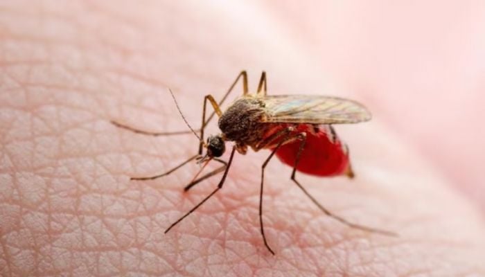 World Mosquito Day 2025: 5 ways to protect yourself from mosquitoes at home