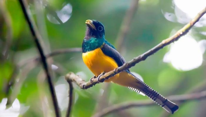 Climate heat extremes driving tropical bird decline: Study 