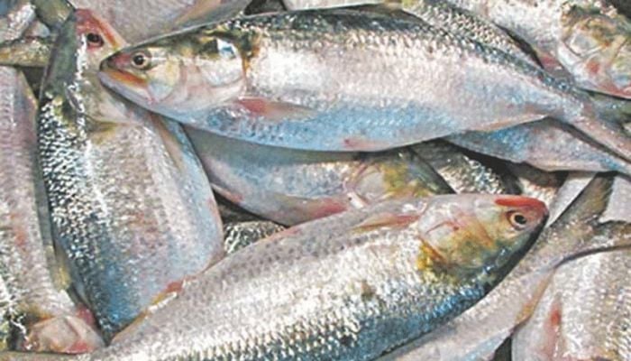 Tariff Commission proposes size-based pricing for hilsa to curb high costs