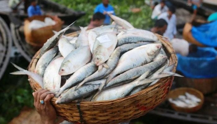 37 firms get approval to export Hilsha to India