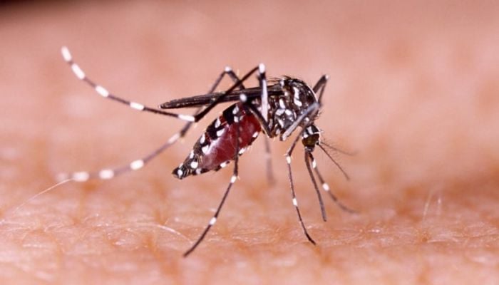Dengue: two die, 364 new cases recorded