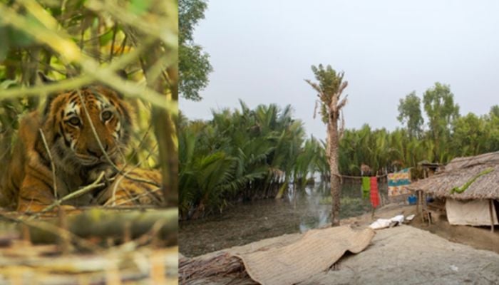 Plight of little-known 'Tiger Widows' of the Sundarbans
