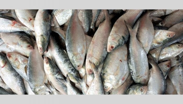 22-day ban on Hilsa fishing from Saturday in Bhola sanctuary