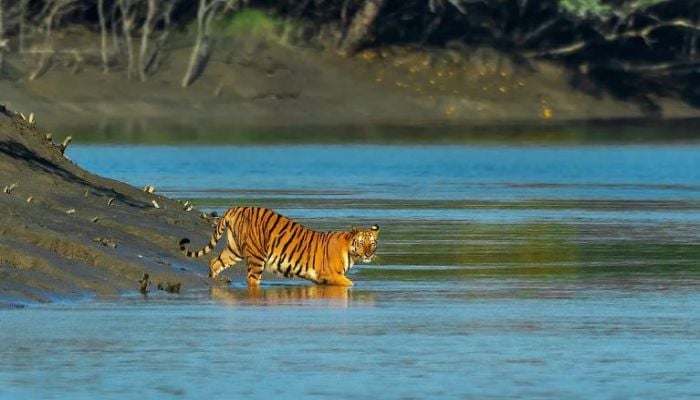 Master plan formulated to boost foreign tourism in Sundarbans