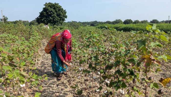 Monsoon promise turns sour for India's crops ruined by late downpours