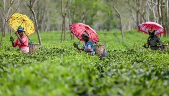 Extreme rains hit India's premier Darjeeling tea estates