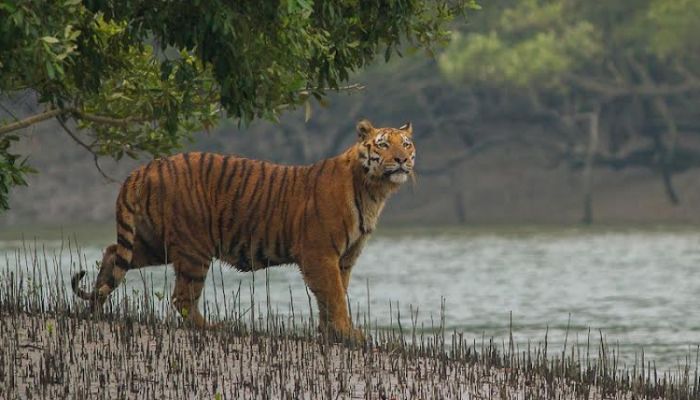 Spotted deer crucial to tiger survival in Sundarbans: Study