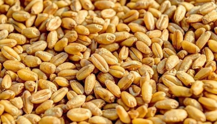 No irregularities in wheat import from US: Food Ministry