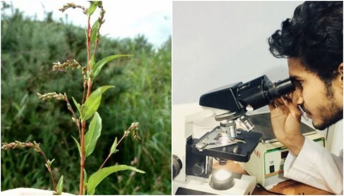 Local herb Bishkatali offers new hope for liver cancer treatment: Nature reports
