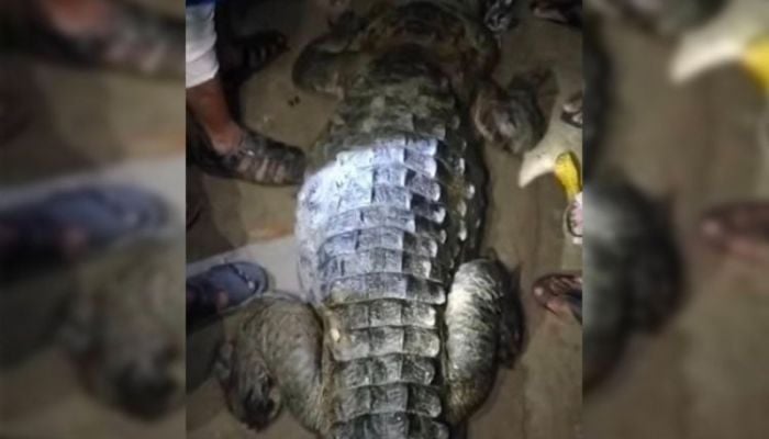 Locals capture Crocodile in Manikganj