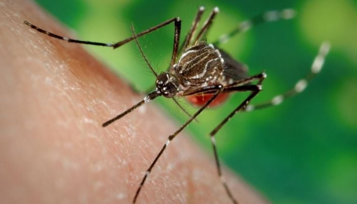 Five dengue patients die, 1,147 fresh cases detected overnight
