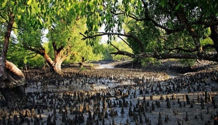 Bangladesh, France launches Sundarbans conservation initiative