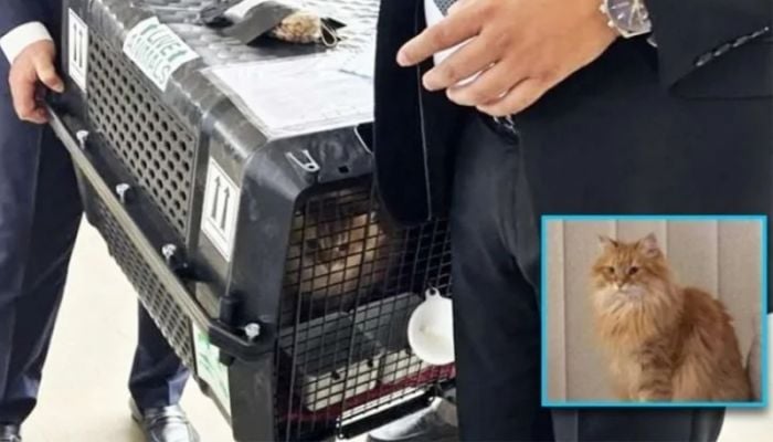 Tarique Rahman's pet cat Jebu also in Bangladesh