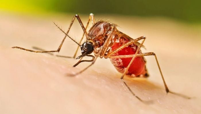 165 fresh dengue cases detected overnight