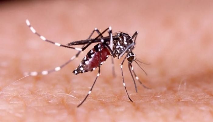 Three dengue patients die, 565 fresh cases detected overnight