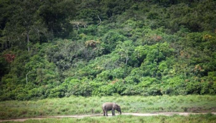 Are rainforests now a cause of, rather than the answer to, climate change?