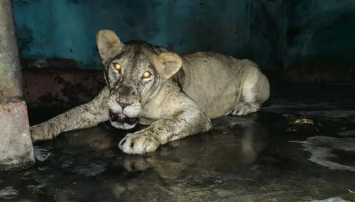 Escaped lion safely returned to enclosure at Nat'l Zoo