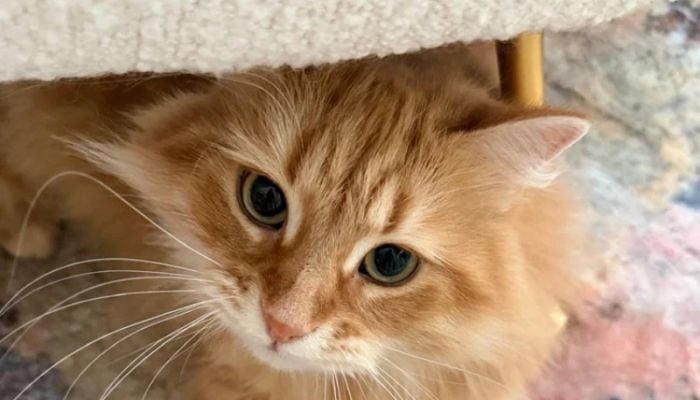 Zaima Rahman shares heartfelt tribute to family cat 'Zebu'