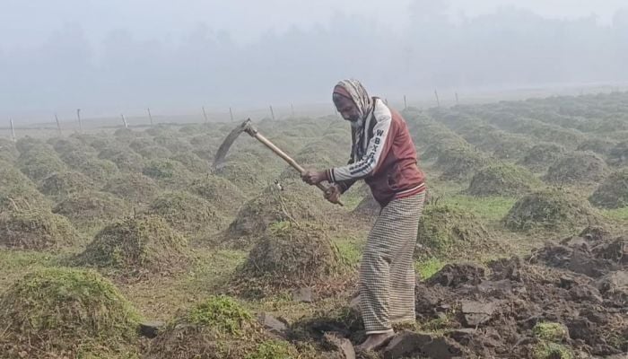 Panchagarh shivers at season's lowest 6.8°C