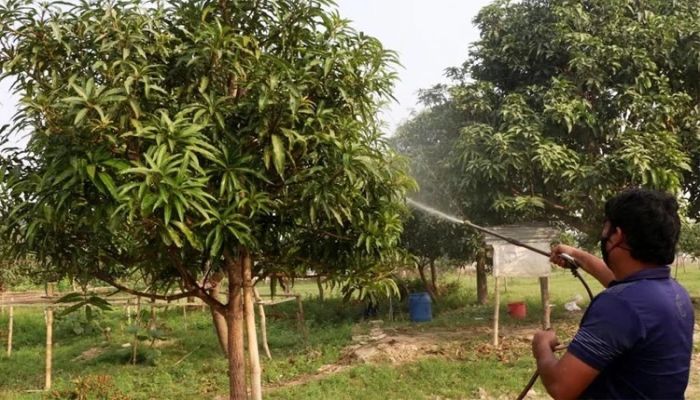 Growers’ witness untimely mango flowering in Rajshahi