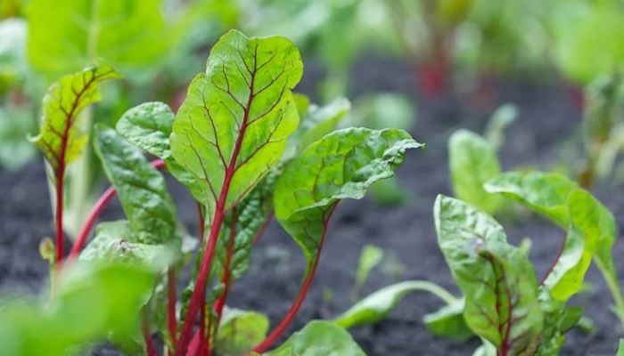 Seven foods you should be eating more of right now