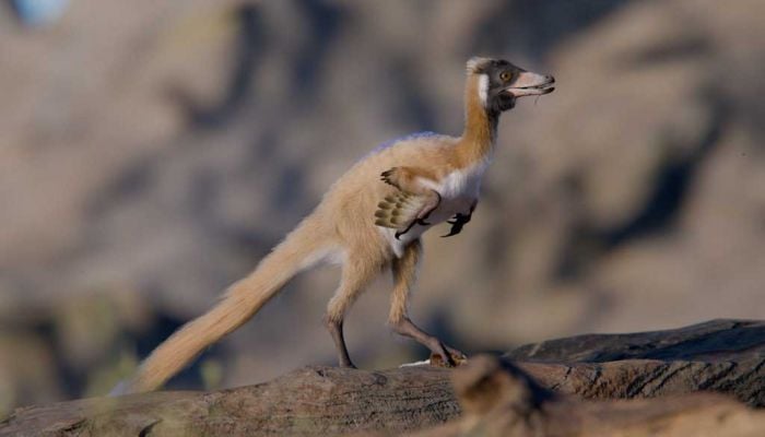 'Exquisite' fossil of one of the smallest dinosaurs found in Argentina
