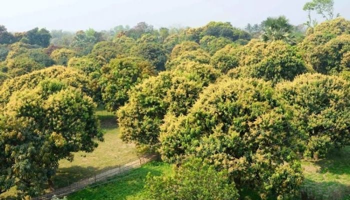 Mango blossoms fill the air in Bagha: farmers busy with orchard care
