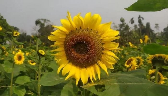 Sunflower cultivation brings new hope to Madhupur farmers
