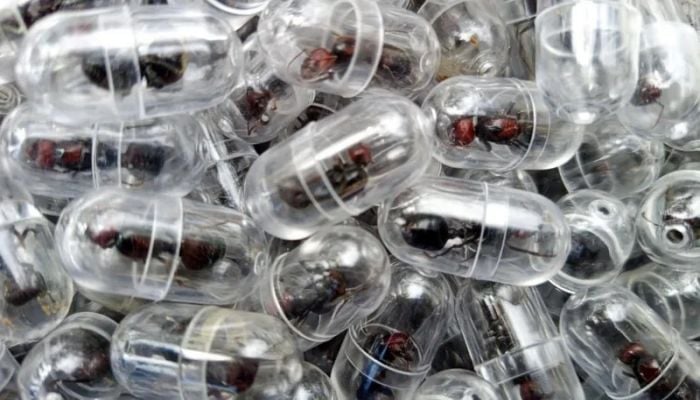 Chinese national arrested over attempt to smuggle 2,000 queen ants from Kenya