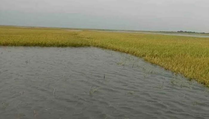 Ripe paddy submerged in haors 