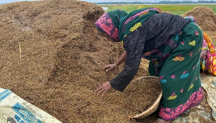 Sharecroppers left in despair as rice worth Tk 200 crore submerged in haors