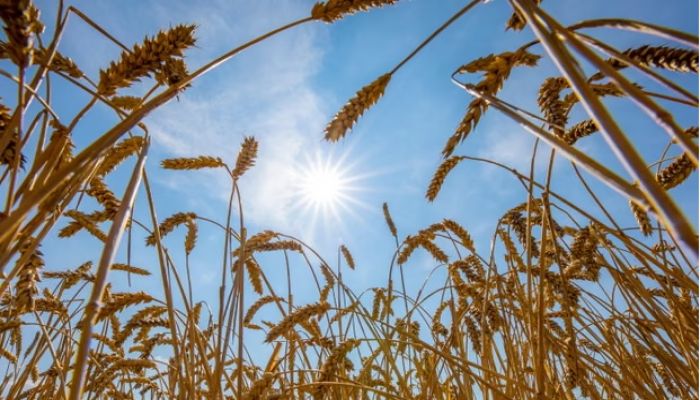 World food systems ‘pushed to the brink’ by extreme heat, UN warns