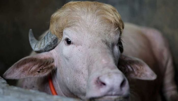 ‘Donald Trump’ buffalo becomes Eid sensation