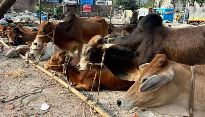 Govt completes nationwide preparations for Eid-ul-Azha cattle markets