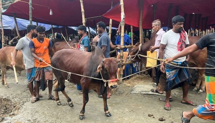 City's cattle markets abuzz with buyers, sellers