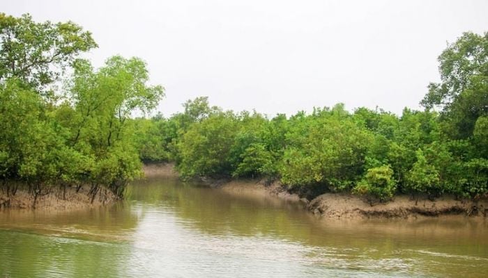 Govt imposes 3-month ban from June 1 on visitor’s entry into the Sundarbans