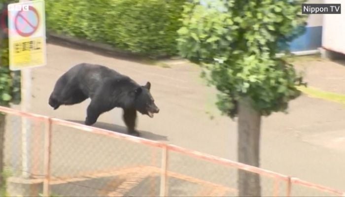 'Extremely intelligent' black bear caught in Japan after days of sightings