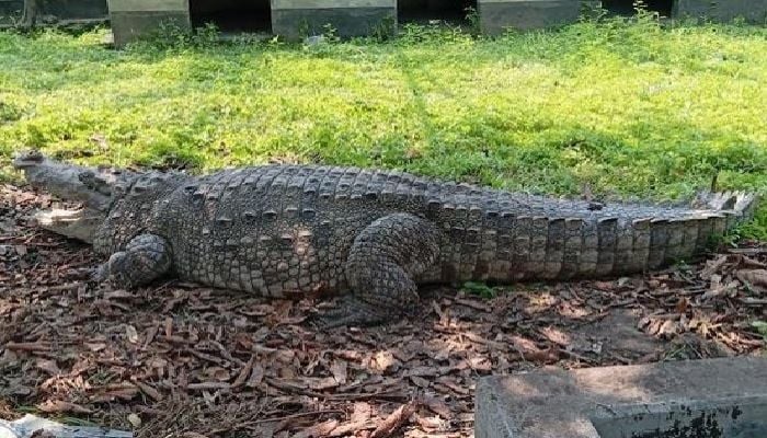 Crocodile of Khanjahan Ali shrine shifted to wildlife center