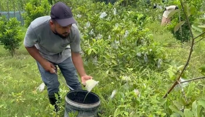 Modern fruit farming transforms expat's life, inspires young people in Madaripur 
