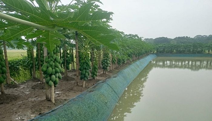 Papaya farming transforms Suman's life in Barishal, creates jobs for local youths