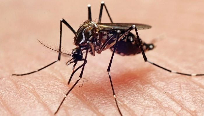 2 die of dengue, 1,056 hospitalised in 24 hrs