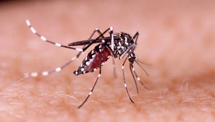Dengue claims 8 lives in a day