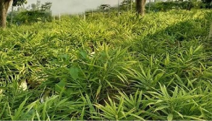 Women gain self-reliance through ginger cultivation in sacks